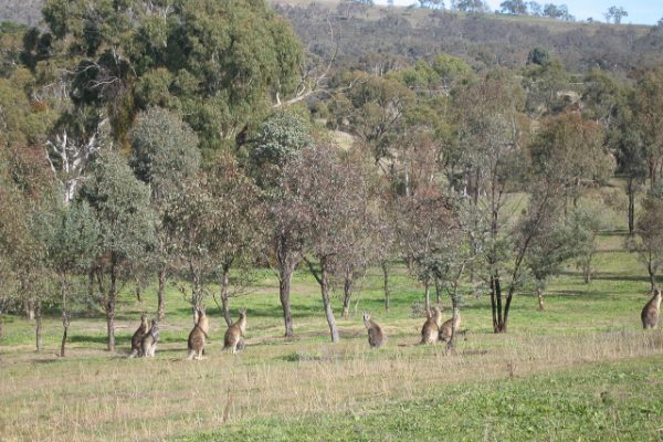 Boundary Road Reserve Bathurst