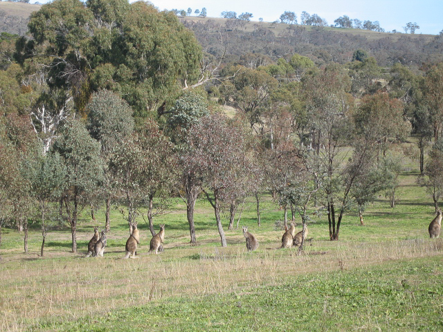 Boundary Road Reserve Bathurst